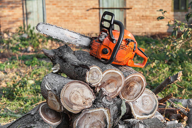 Best Tree Stump Removal  in USA